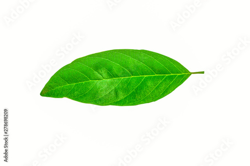 Isolated leaves on the white background.Jack leave.