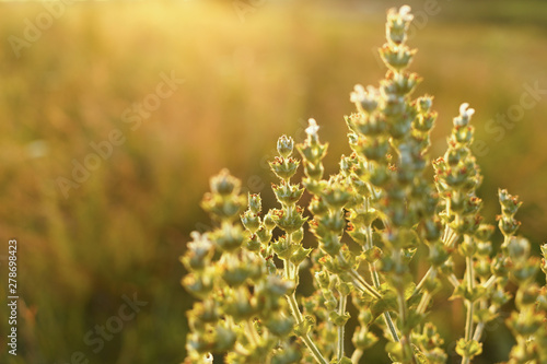 Wild plants at sunset close up