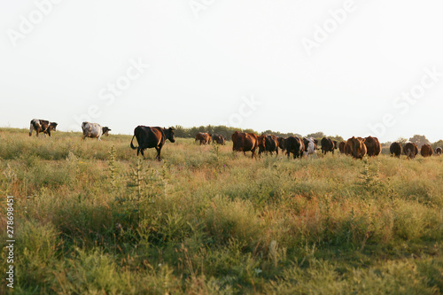Cows on a farmland in Ukraine