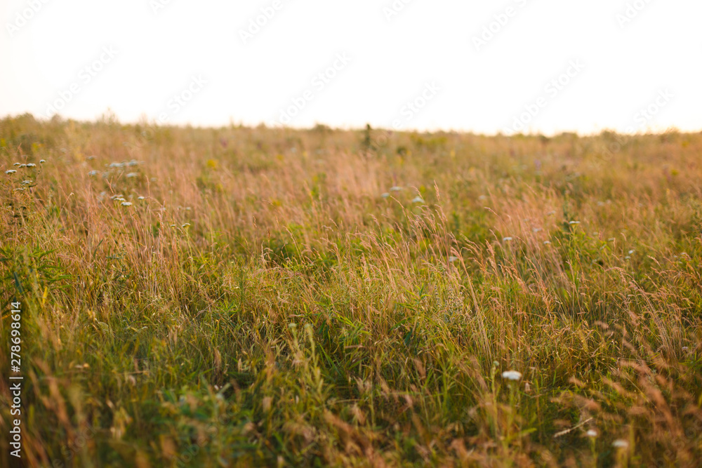 Fototapeta premium Wild plants at sunset close up