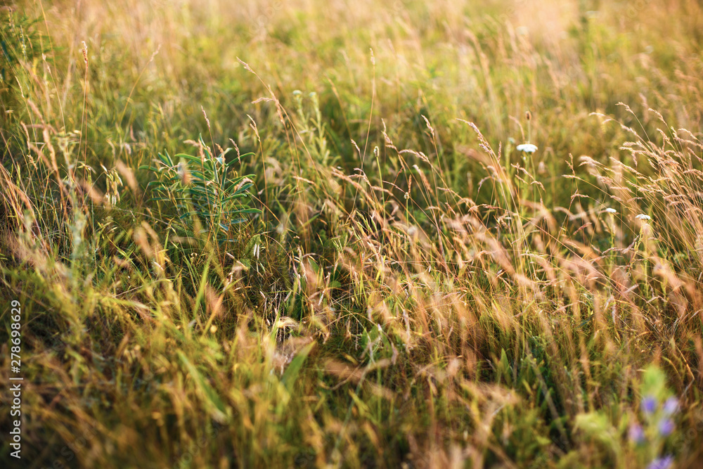 Wild plants at sunset close up Wild plants at sunset close up