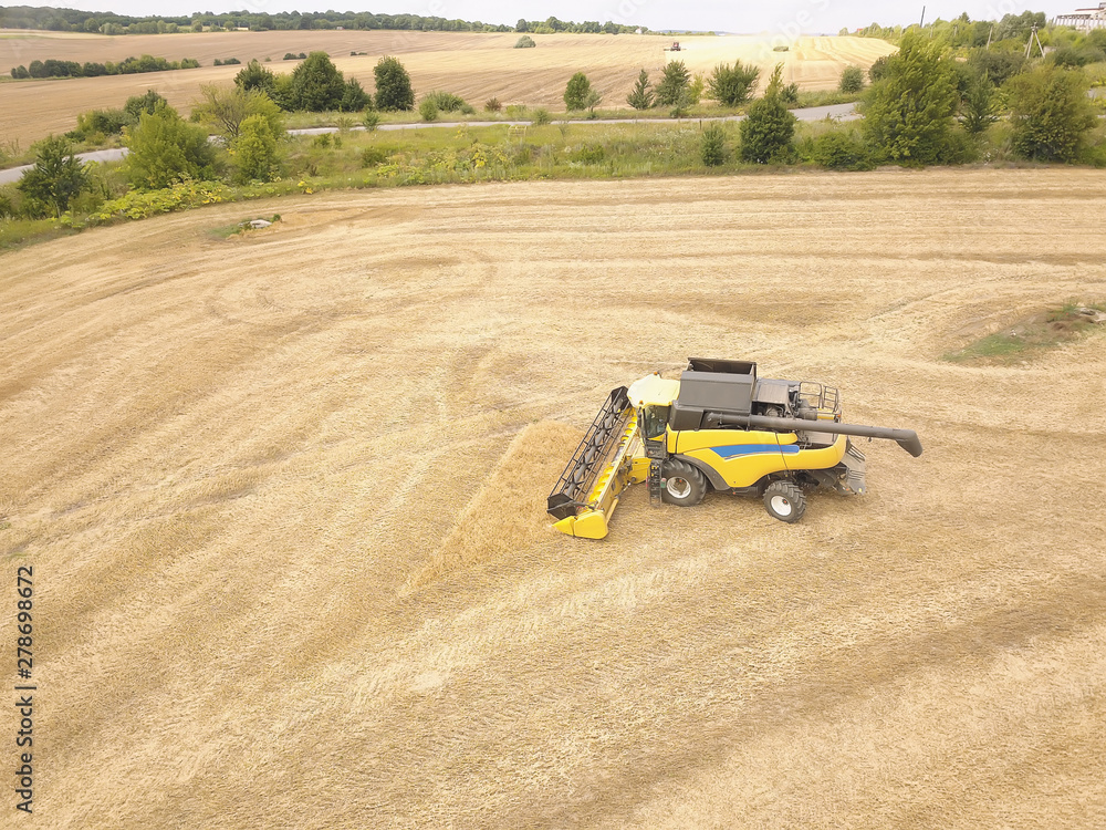 Obraz premium Harvesting of wheat in summer. Harvesters working in the field. Combine harvester agricultural machine collecting golden ripe wheat on the field. View from above. View from drone.