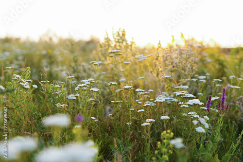 Wild flowers and grass at summer meadow at sunset