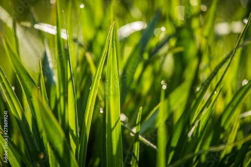 A beautiful, green grass full of morning dew. Natural freshness in spring.