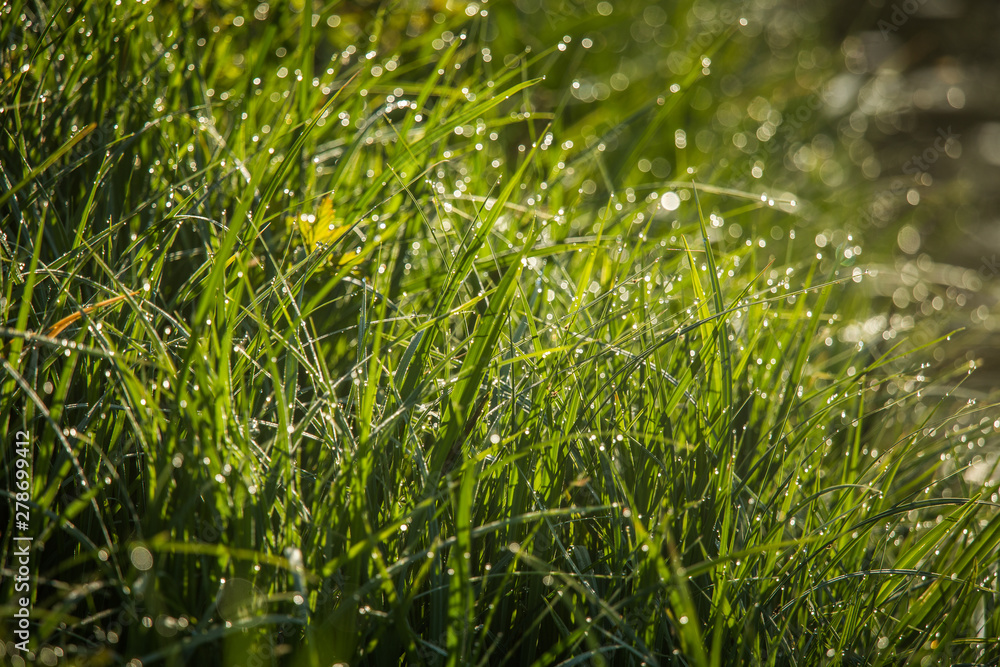 Obraz premium A beautiful, green grass full of morning dew. Natural freshness in spring.