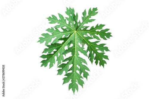 Papaya leaf isolated