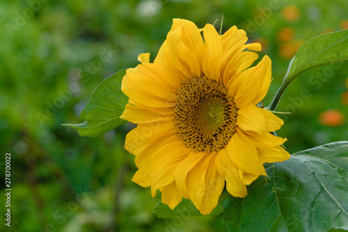 Bright beautiful yellow flower of a sunflower.