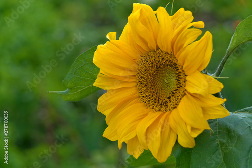 Bright beautiful yellow flower of a sunflower.