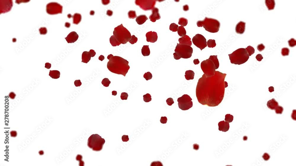 Red rose petals falling in the wind Red rose petals falling in the wind