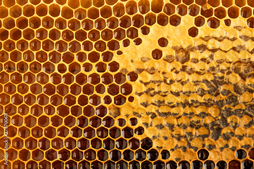 Honeycomb with honey and pollen. Close-up background with selective focus.