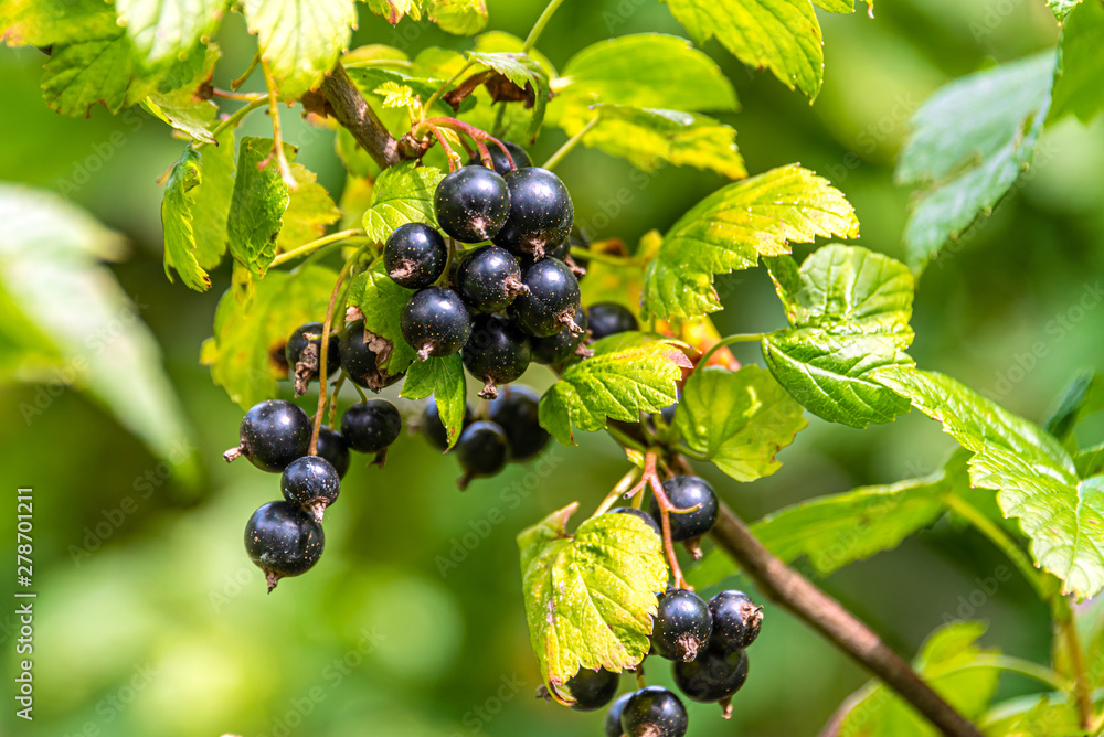 Ripe juicy currants on the branches of the bush in the garden. Harvesting. Ripe juicy currants on the branches of the bush in the garden. Harvesting.