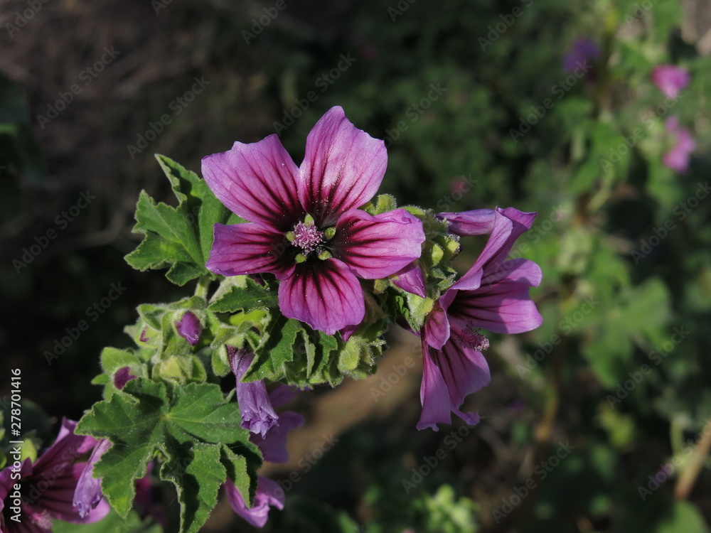 Purple flowers seen at the beach in Denia, Spain. Purple flowers seen at the beach in Denia, Spain.
