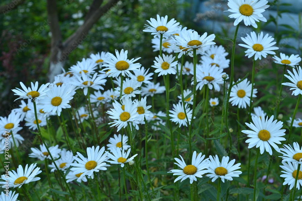 Fototapeta premium Daisies on a green background. Background of daisies. Camomile field.