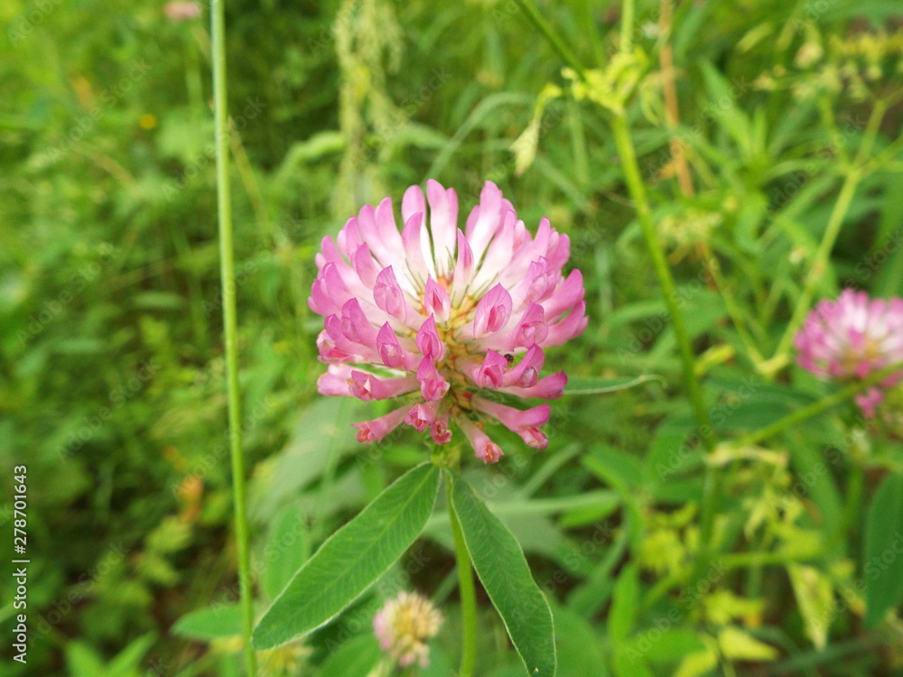 clover flower in the meadow in summer