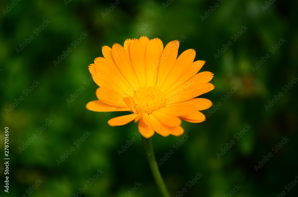 Calendula flower on summer day. Closeup medicinal flower herb for tea or oil Calendula flower on summer day. Closeup medicinal flower herb for tea or oil