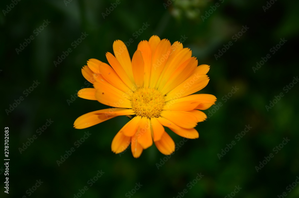 Calendula flower on summer day. Closeup medicinal flower herb for tea or oil, top view Calendula flower on summer day. Closeup medicinal flower herb for tea or oil, top view