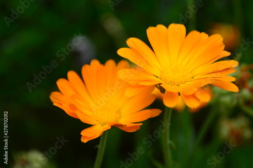 Calendula flower on summer day. Closeup medicinal flower herb for tea or oil  top view