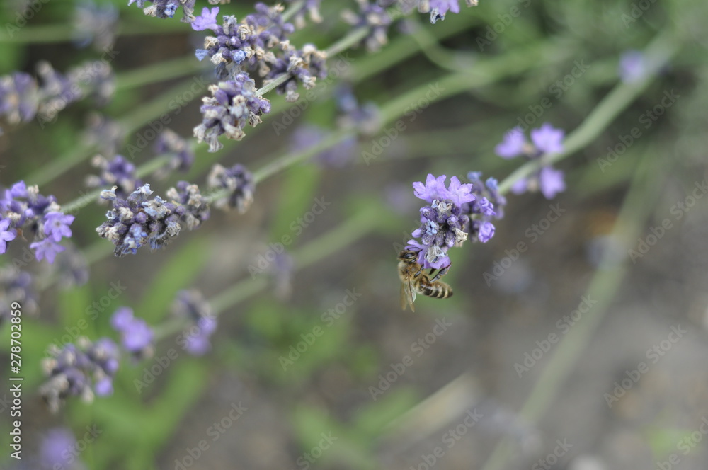Bee pollinating a lavender flower in a summer flower bed for honey production Bee pollinating a lavender flower in a summer flower bed for honey production