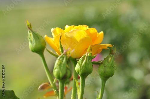 Yellow rose growing in the ground on a home flowerbed
