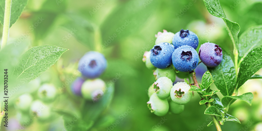 Fresh organic blueberries in raindrops on the bush against green background. Banner format. Fresh organic blueberries in raindrops on the bush against green background. Banner format.