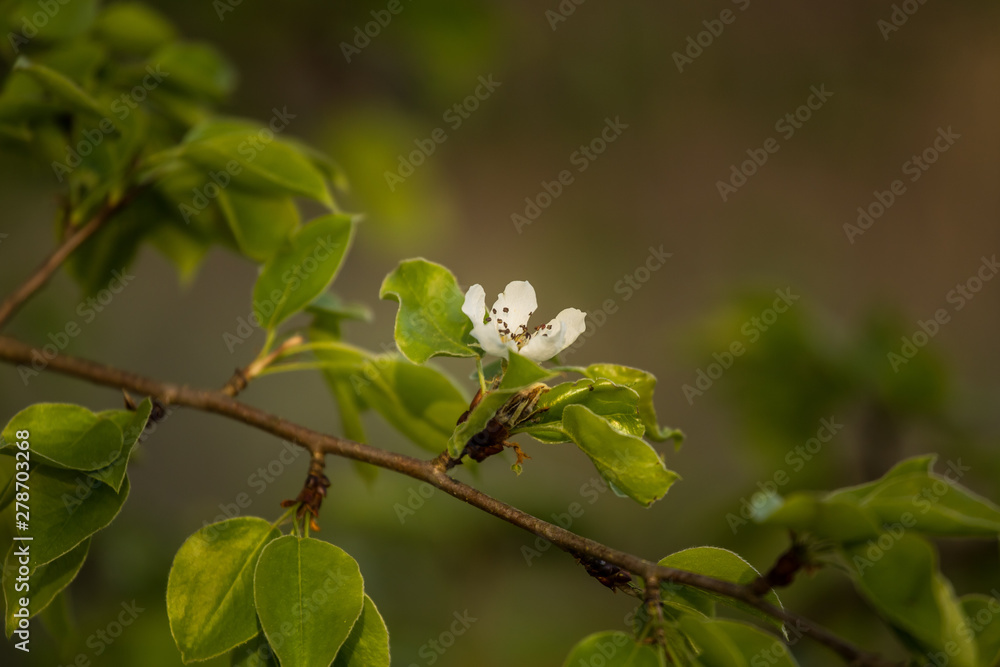 A beautiful white pear tree flowers in spring. Fruit tree blossoming in garden in Latvia, Northern Europe. A beautiful white pear tree flowers in spring. Fruit tree blossoming in garden in Latvia, Northern Europe.