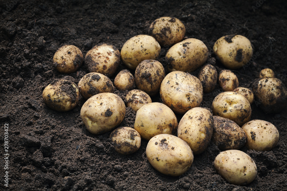 Heap of fresh potato on the ground. Organic farming products Heap of fresh potato on the ground. Organic farming products