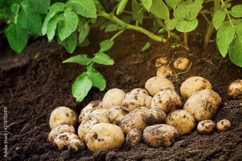 Heap of fresh potato on the ground. Organic farming products photo