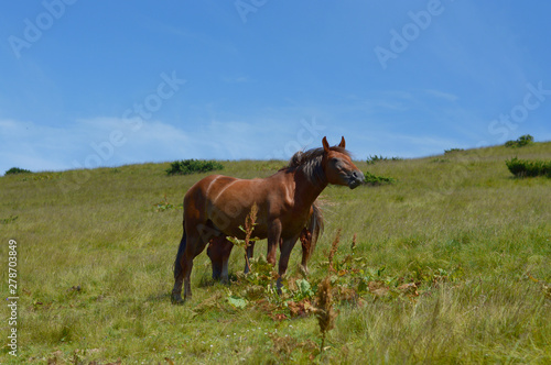 Thoroughbred young horse posing against spring fields.