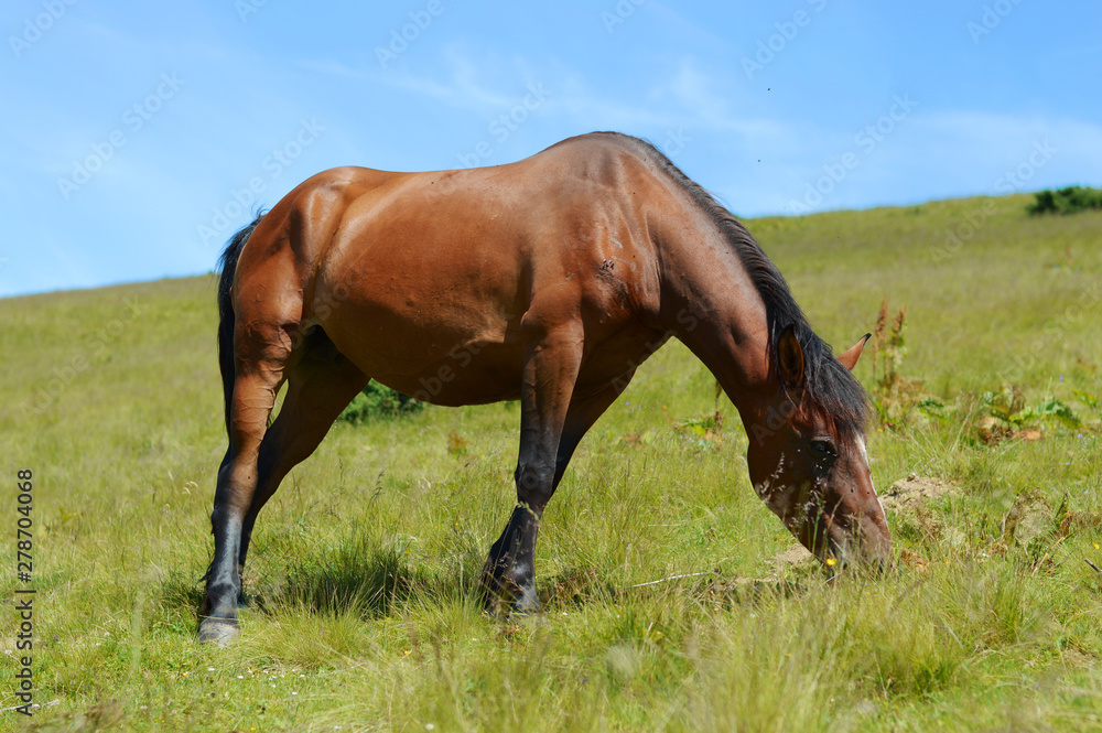 Thoroughbred young horse posing against spring fields.