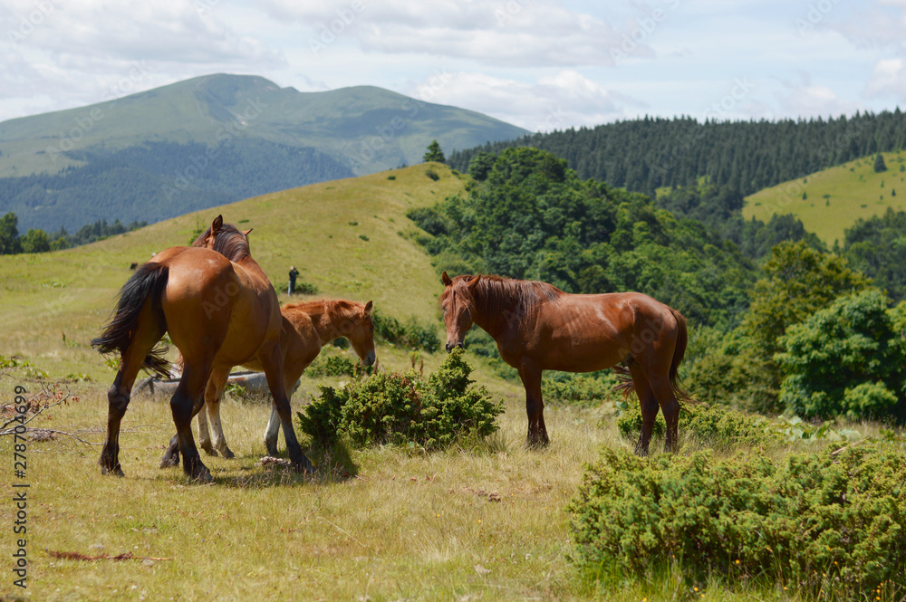 Ukrainian Carpathian Mountains