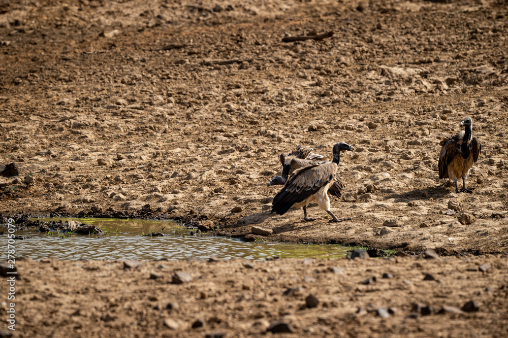 Long billed Vulture or Gyps indicus at Ranthambore Tiger Reserve National Park , Rajasthan, India Long billed Vulture or Gyps indicus at Ranthambore Tiger Reserve National Park , Rajasthan, India