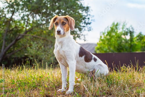 Dog breeds Estonian hound sits on the grass against the background of trees_