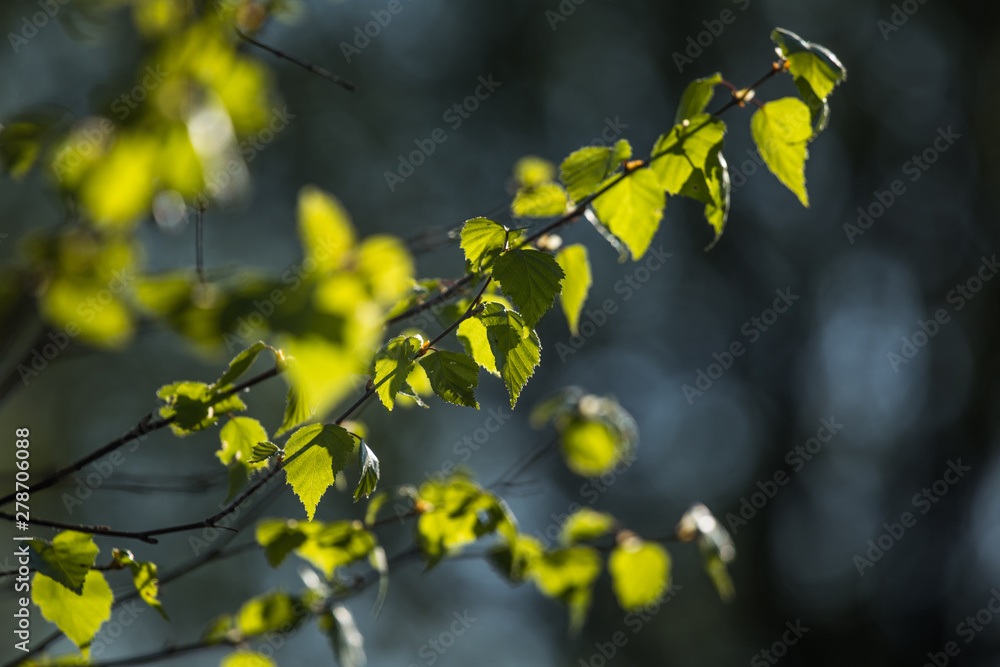 Beautiful, fresh birch tree leaves in spring. Sunny scenery of a nordic forest.