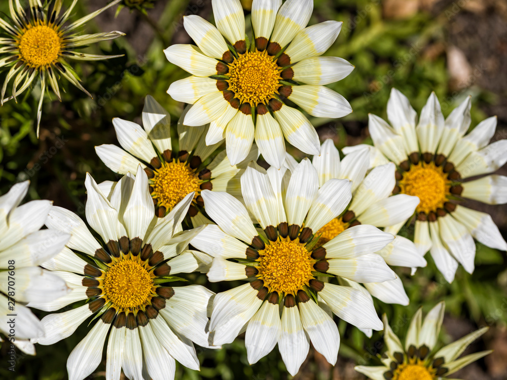 Obraz premium Gazania flowers in bloom
