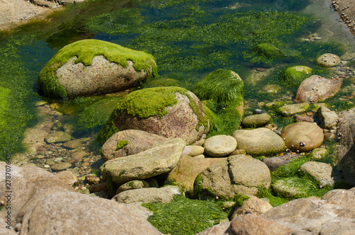 closeup of algae on rocks in border sea in Quiberon britain France