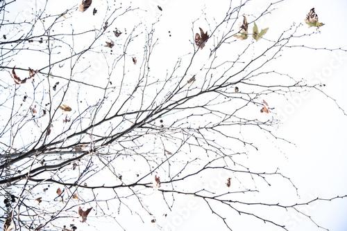 The pattern of Tree branches in winter, isolated on white background.