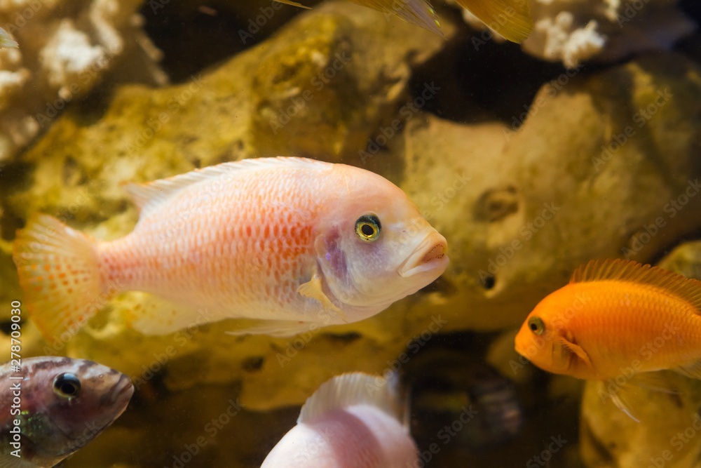 bright and colorful lake Malawi cichlid fish Maylandia estherae in pseudo marine aquarium with stones, beautiful freshwater aqua design bright and colorful lake Malawi cichlid fish Maylandia estherae in pseudo marine aquarium with stones, beautiful freshwater aqua design