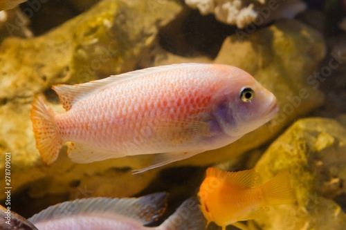 bright pink lake Malawi cichlid fish Maylandia estherae in pseudo marine aquarium with stones background, beautiful freshwater aqua design