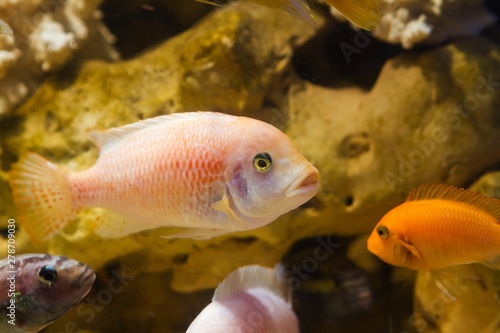 bright and colorful lake Malawi cichlid fish Maylandia estherae in pseudo marine aquarium with stones, beautiful freshwater aqua design