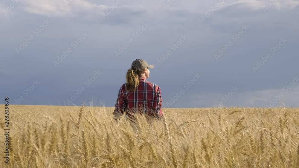 female farmer walking in golden wheat field on sunny day. Harvest, agriculture. female farmer walking in golden wheat field on sunny day. Harvest, agriculture.