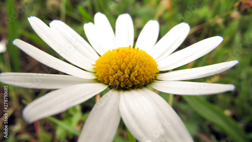 Chamomile in a grass. A flower on a background of green grass. macro photography of camomile