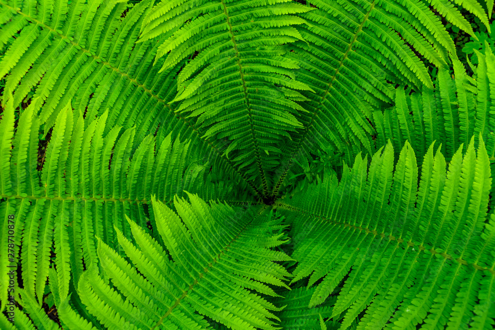 Background of the green fern. Top view. Natural pattern Background of the green fern. Top view. Natural pattern