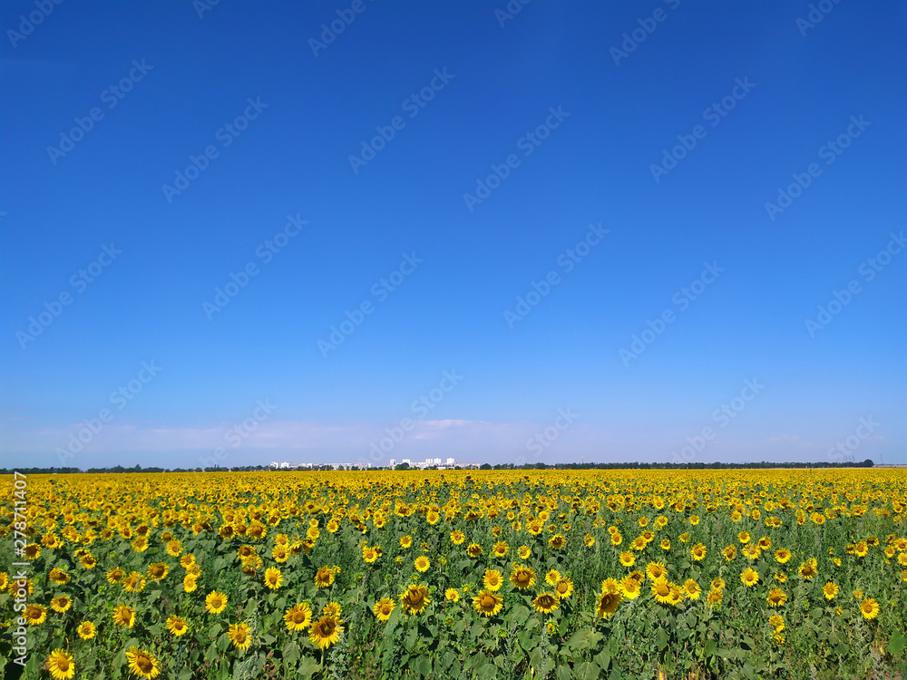 Sunflowers growing on the field. Blue sky Sunflowers growing on the field. Blue sky