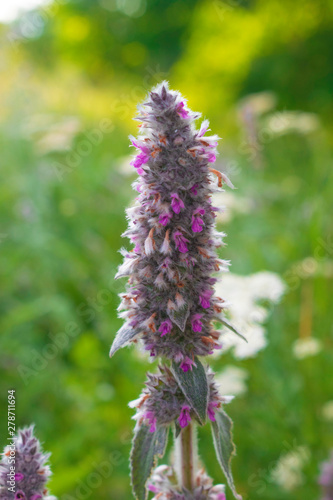 Stachys Byzantina Flower Macro 