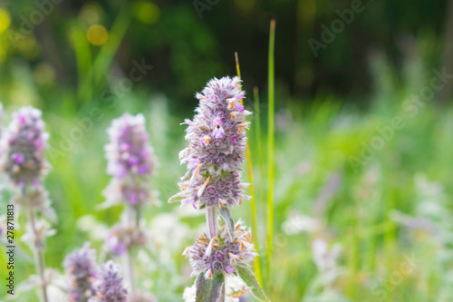 Stachys Byzantina Flower Macro 