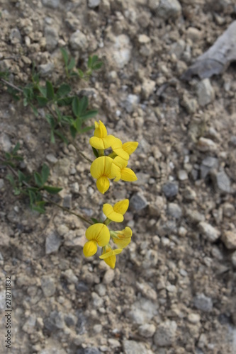 Yellow Flower Growing On Rocky Road