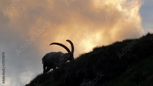 Alpine ibex (Capra ibex) at sunset photo