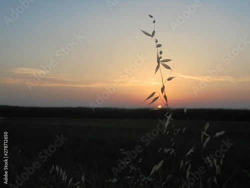 Luce solare e vegetazione