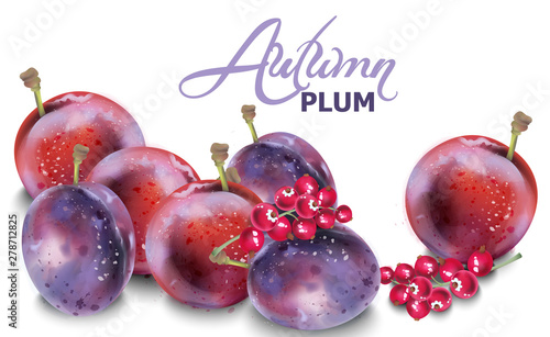Plums vector watercolor. Autumn fall harvest backgrounds