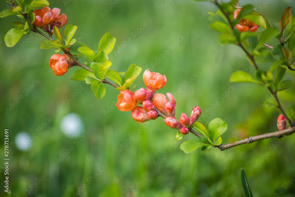 Beautiful orange cydonia flowers blossoming in the spring garden. Edible fruit flowers. Beautiful orange cydonia flowers blossoming in the spring garden. Edible fruit flowers.